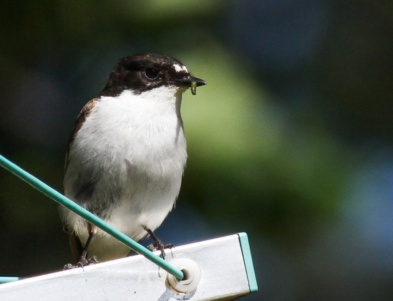 Svartvit flugsnappare - Mosås 