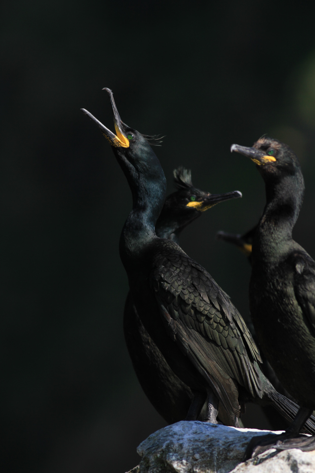 Toppskarv - Runde Norge 