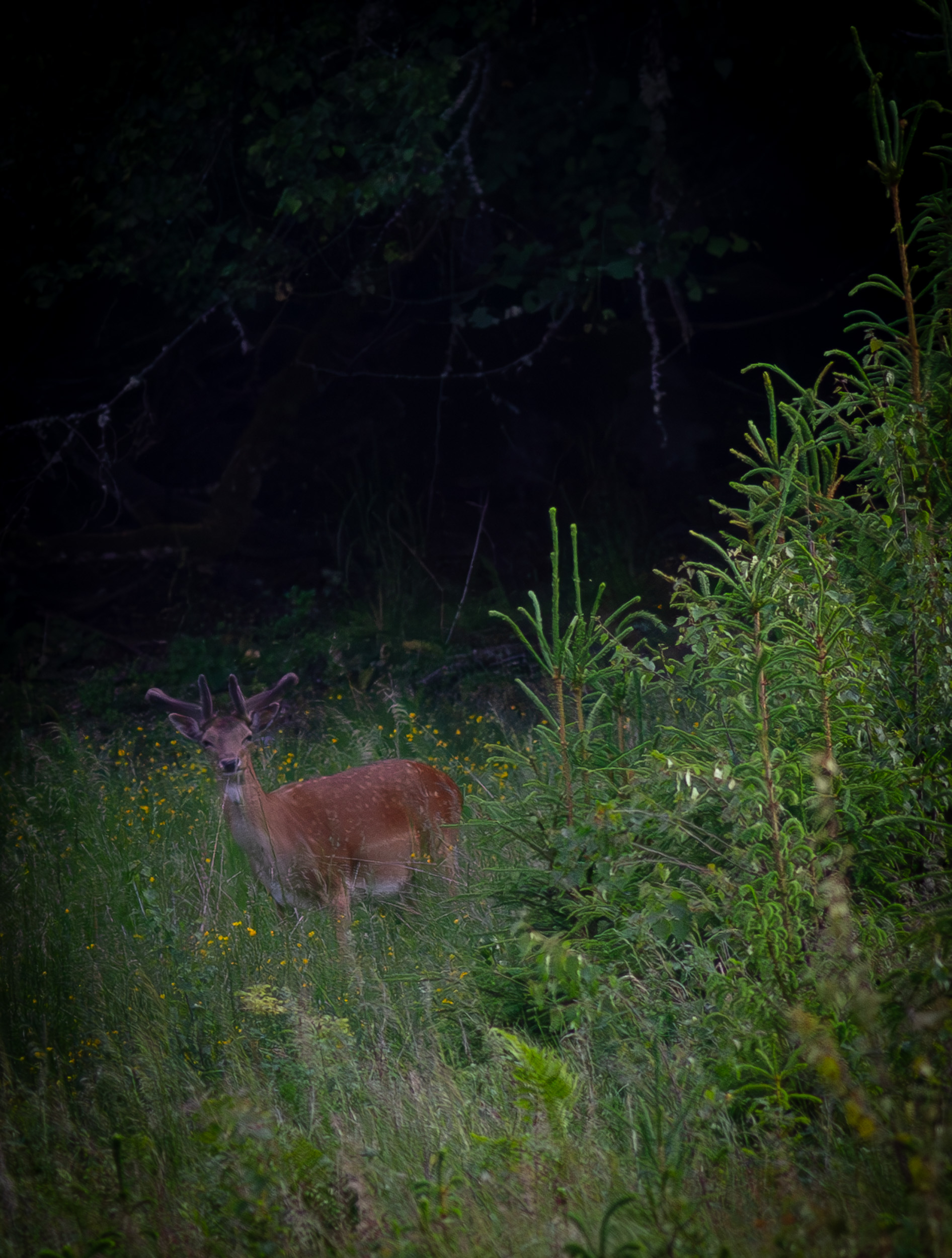 Dovhjort - Brevensbruk 