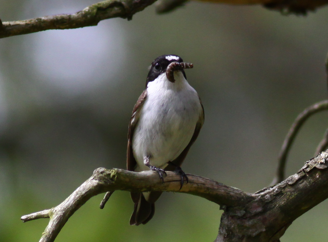 svartvit flugsnappare - Mosås Örebro 