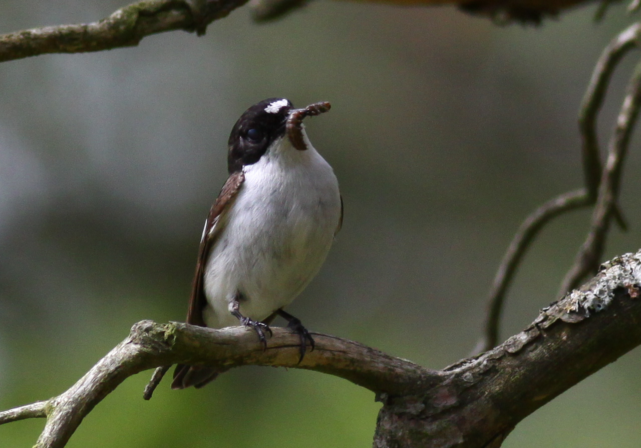 Svartvit flugsnappare - Mosås Örebro 
 