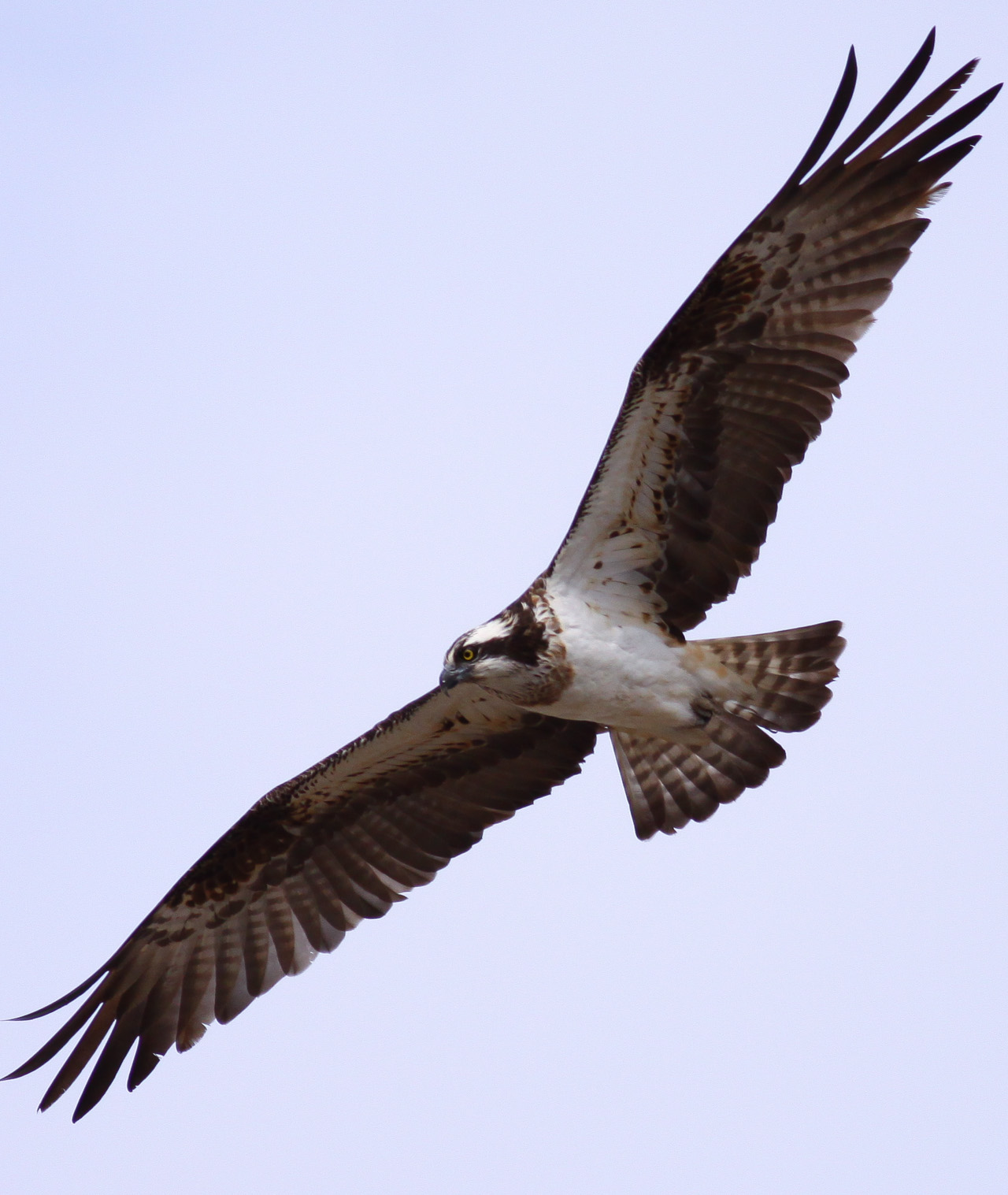 Fiskgjuse - Södra tornet Tysslingen 