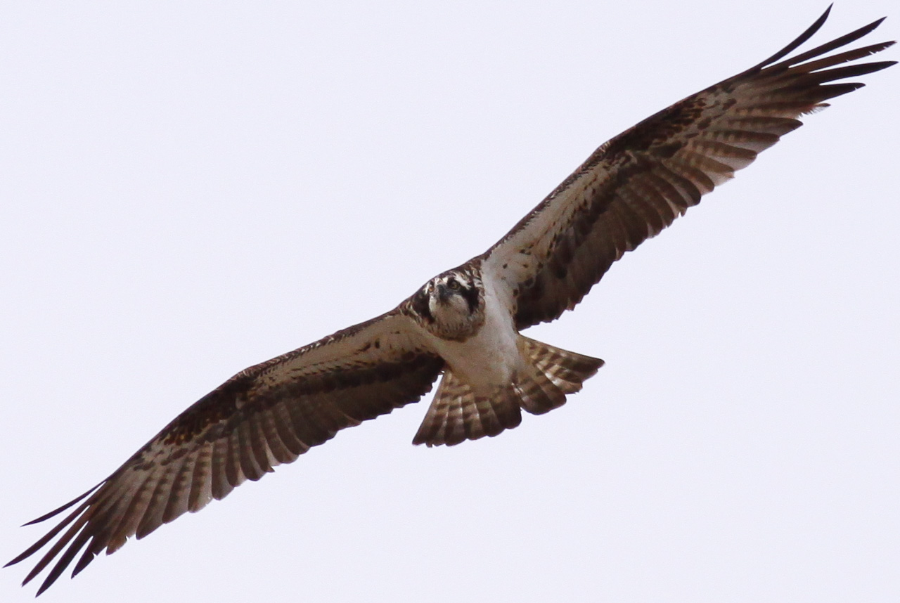 Fiskgjuse - Södra tornet Tysslingen 