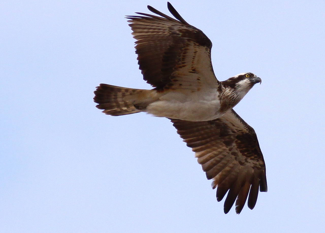 Fiskgjuse - Södra tornet Tysslingen 