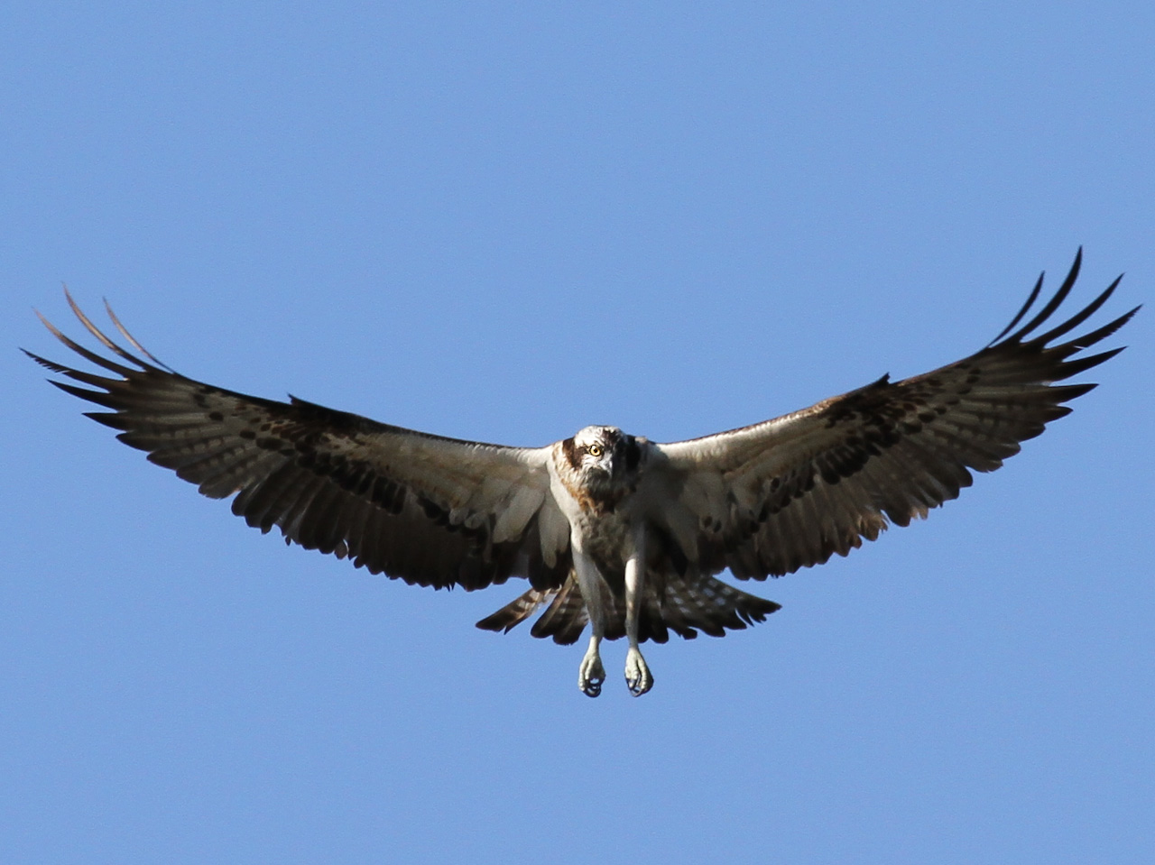 Fiskgjuse - Södra tornet Tysslingen 