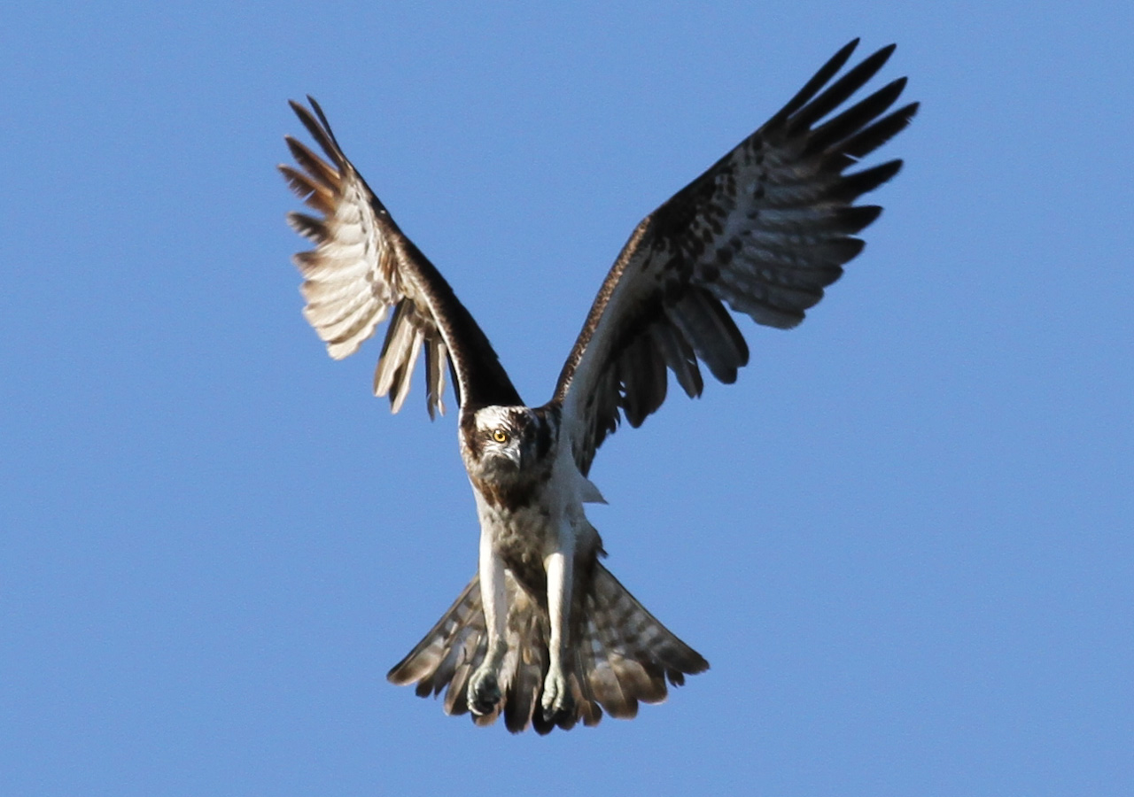 Fiskgjuse - Södra tornet Tysslingen 