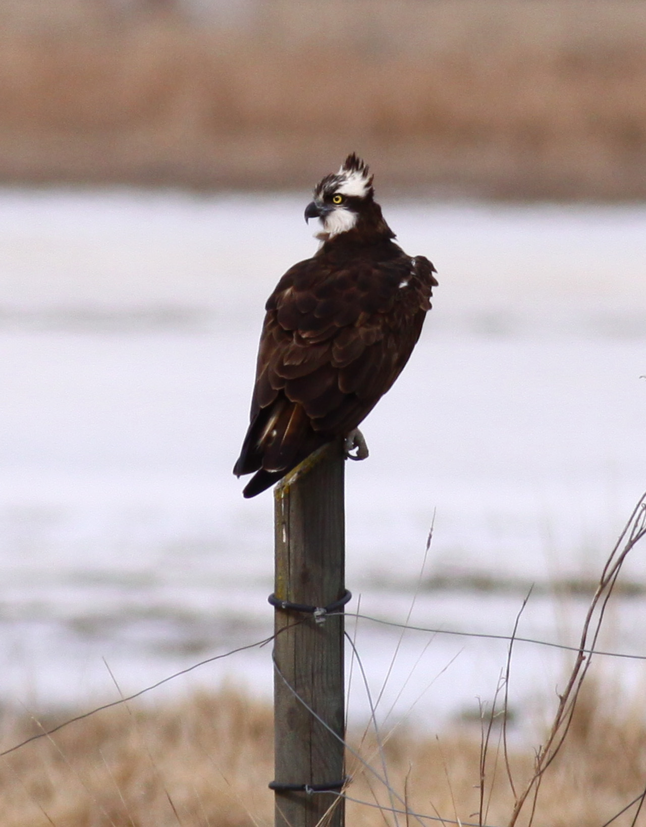 Fiskgjuse - Södra tornet Tysslingen 