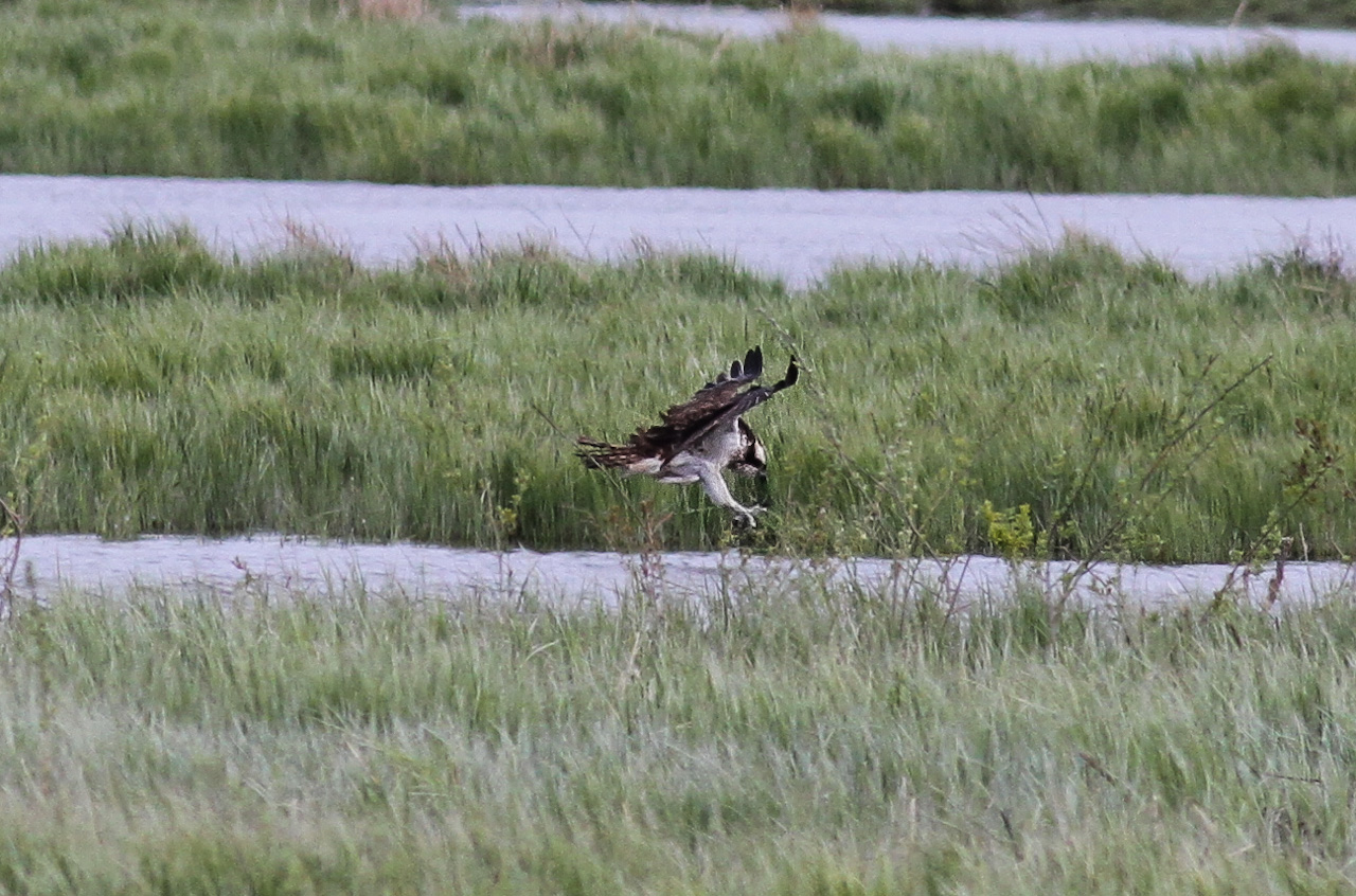 Fiskgjuse - Södra tornet Tysslingen 