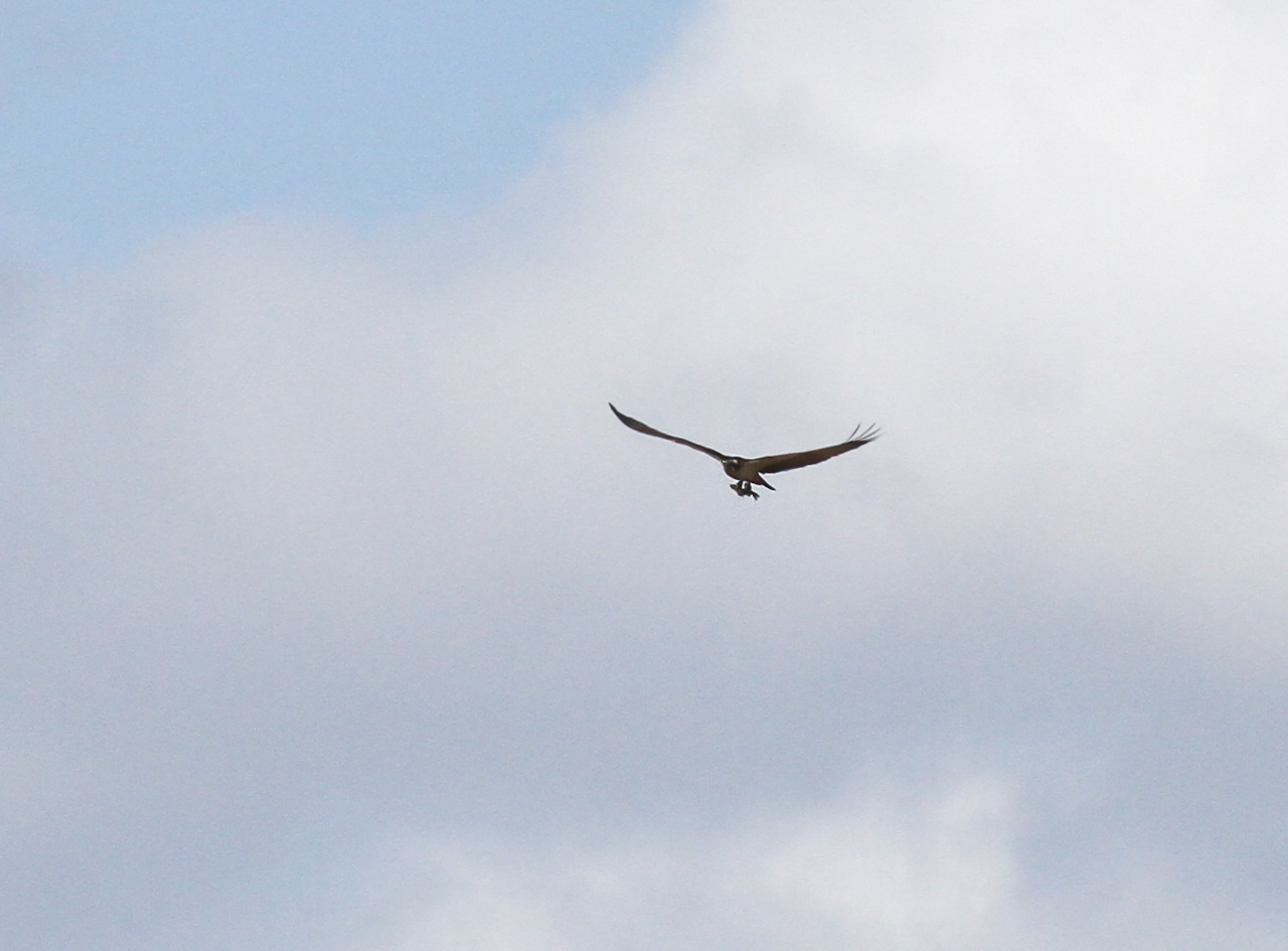 Fiskgjuse - Fiskgjuse med fisk 